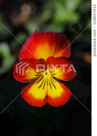 Yellow pansy flowers Yellow pansy flowers 128647812