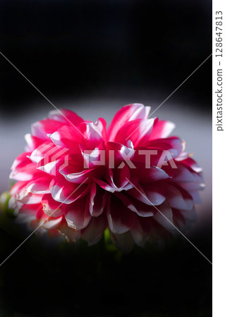 Red dahlia Red dahlia 128647813