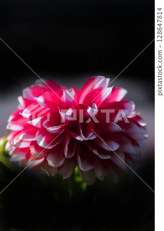 Red dahlia Red dahlia 128647814