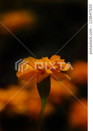Beautiful Marigold Beautiful Marigold 128647820