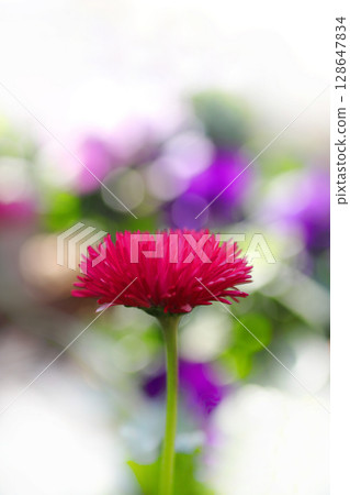 紅色翠菊花 紅色翠菊花 128647834