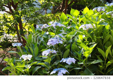 Hydrangeas in Kamakura, Kanagawa Prefecture 128647838