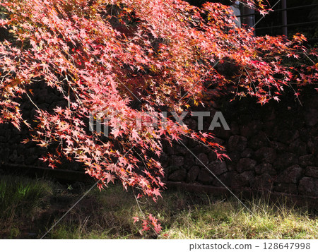 See the autumn leaves of maples See the autumn leaves of maples 128647998