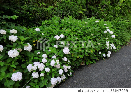 Hydrangeas in Kamakura, Kanagawa Prefecture 128647999
