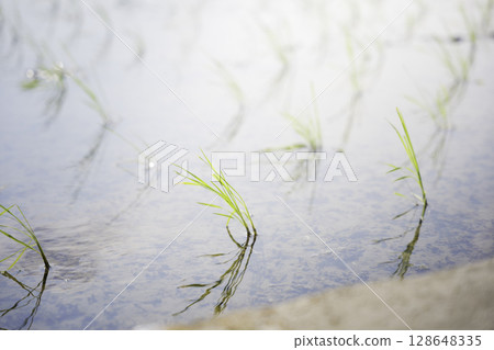 夏季鬱鬱蔥蔥的綠色稻田 夏季鬱鬱蔥蔥的綠色稻田 128648335