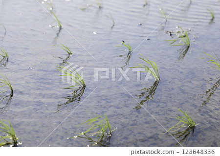 夏季鬱鬱蔥蔥的綠色稻田 夏季鬱鬱蔥蔥的綠色稻田 128648336