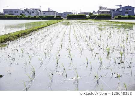 夏季鬱鬱蔥蔥的綠色稻田 夏季鬱鬱蔥蔥的綠色稻田 128648338