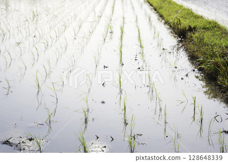 夏季鬱鬱蔥蔥的綠色稻田 夏季鬱鬱蔥蔥的綠色稻田 128648339