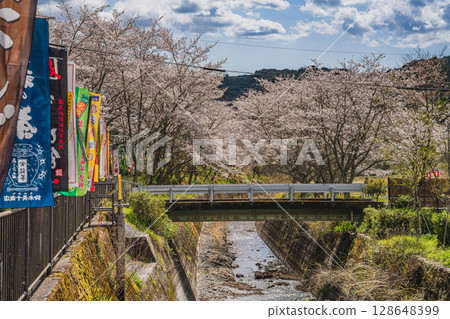Cherry blossoms at Oguni Shrine, Ichinomiya, Totomi Province, Morimachi (Shizuoka Prefecture) Cherry blossoms at Oguni Shrine, Ichinomiya, Totomi Province, Morimachi (Shizuoka Prefecture) 128648399