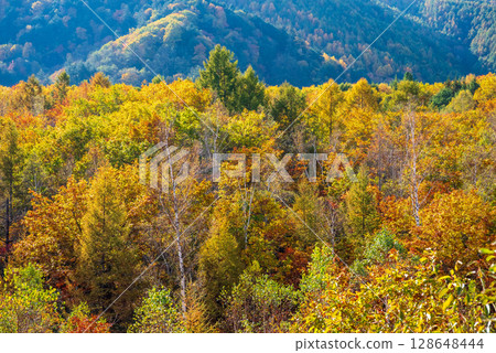 【乘鞍高原的秋天】一之瀨庭園的紅葉 【乘鞍高原的秋天】一之瀨庭園的紅葉 128648444