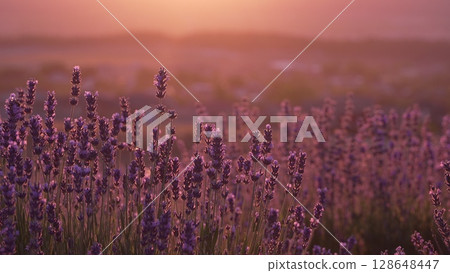 Lavender field sunset purple flowers blooming in dusk for beauty and relaxation. Lavender field sunset purple flowers blooming in dusk for beauty and relaxation. 128648447