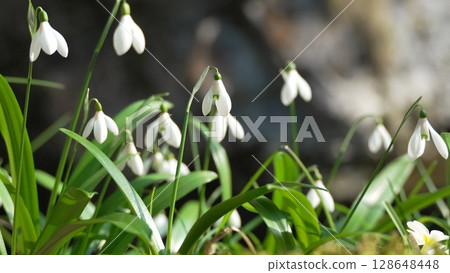 Snowdrops Flowers Spring Bloom: Garden springtime blossoms symbolize hope and renewal. Snowdrops Flowers Spring Bloom: Garden springtime blossoms symbolize hope and renewal. 128648448