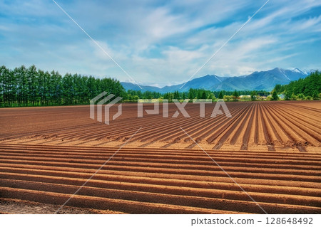 Windbreak forests and fields in the Tokachi region 128648492
