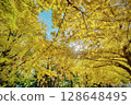 Autumn leaves 128648495