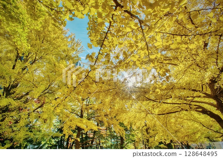 秋天的樹葉 128648495