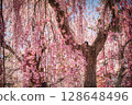 Drooping cherry tree 128648496