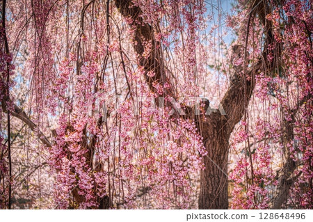 Drooping cherry tree Drooping cherry tree 128648496