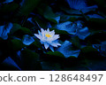 Water lily 128648497