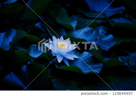Water lily 128648497