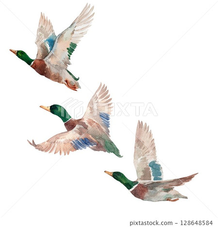 Flock of flying watercolor hand drawn ducks mallard birds in motion, hand-painted wildlife clipart 128648584