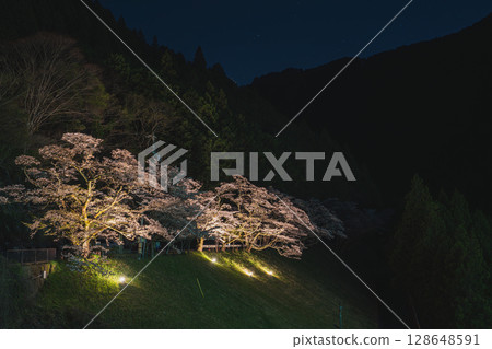 Scenery of Senbonzakura at Akiba Dam in Hamamatsu City (Shizuoka Prefecture) Scenery of Senbonzakura at Akiba Dam in Hamamatsu City (Shizuoka Prefecture) 128648591