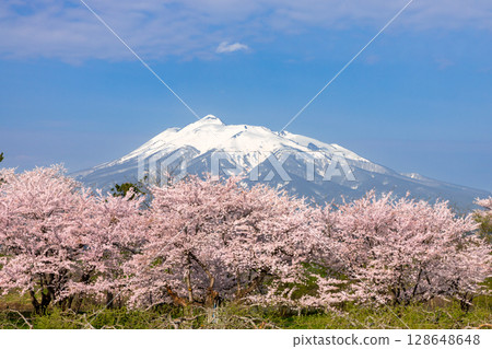 青森縣北津輕郡板柳町岩木川公園。染井吉野櫻盛開,岩木山白雪皚皚。 青森縣北津輕郡板柳町岩木川公園。染井吉野櫻盛開,岩木山白雪皚皚。 128648648