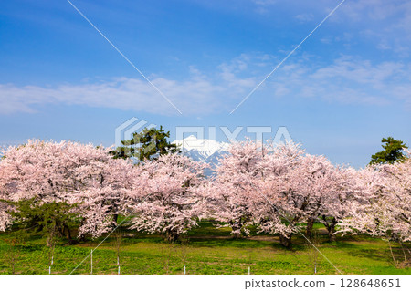 Iwakigawa River Park, Itayanagi Town, Kitatsugaru District, Aomori Prefecture: Rows of Somei-Yoshino cherry trees in full bloom and snow on Mt. Iwaki Iwakigawa River Park, Itayanagi Town, Kitatsugaru District, Aomori Prefecture: Rows of Somei-Yoshino cherry trees in full bloom and snow on Mt. Iwaki 128648651