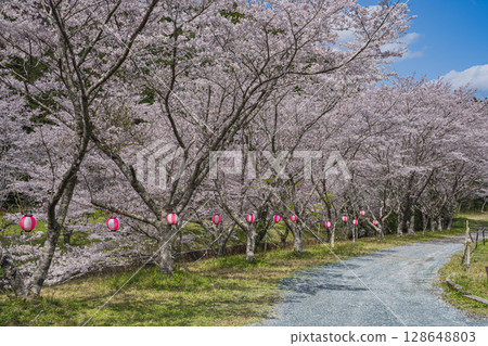 磐田市(靜岡縣)獅子鼻公園河畔的櫻花 磐田市(靜岡縣)獅子鼻公園河畔的櫻花 128648803