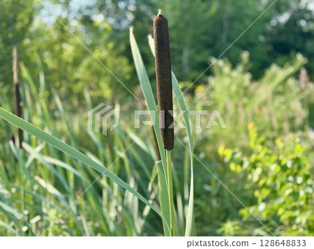 reeds on the river in summer. High quality photo 128648833