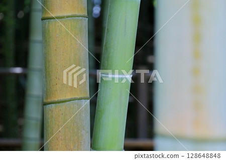 Colorful bamboo in a bamboo forest 128648848