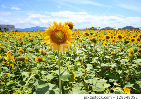 Sunflower, sunflower, sunflower 128649055
