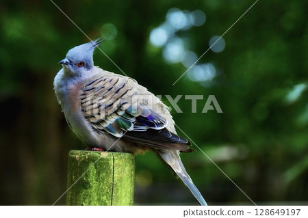 一隻太平鴿深情地歪著頭 一隻太平鴿深情地歪著頭 128649197