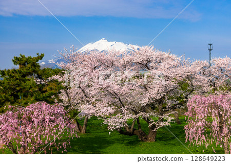 青森縣北津輕郡板柳町岩木川公園 - 盛開的染井吉野櫻、垂枝櫻花和白雪皚皚的岩木山 128649223