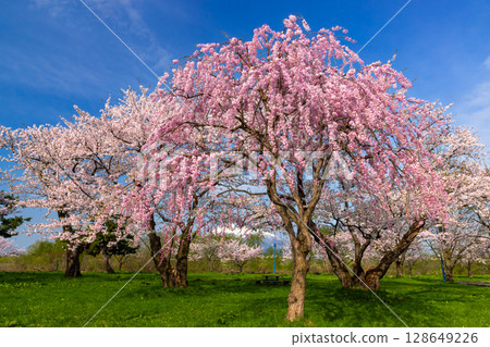 青森縣北津輕郡板柳町岩木川公園 - 盛開的染井吉野櫻、垂枝櫻花和白雪皚皚的岩木山 128649226