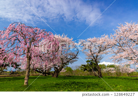 青森縣北津輕郡板柳町岩木川公園 - 盛開的染井吉野櫻、垂枝櫻花和白雪皚皚的岩木山 128649227