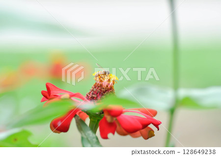 Zinnia violacea Cav, Z violacea or Plantae, Asteraceae or Magnoliopsida or Zinnia violacea or red flower and a bee Zinnia violacea Cav, Z violacea or Plantae, Asteraceae or Magnoliopsida or Zinnia violacea or red flower and a bee 128649238