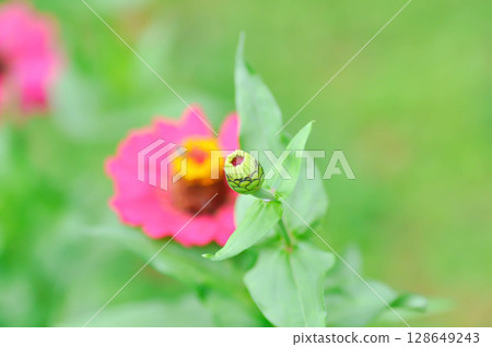 Zinnia violacea Cav, Z violacea or Plantae, Asteraceae or Magnoliopsida or Zinnia violacea or bud flower 128649243