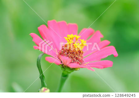 Zinnia violacea Cav, Z violacea or Plantae, Asteraceae or Magnoliopsida or Zinnia violacea or pink flower 128649245