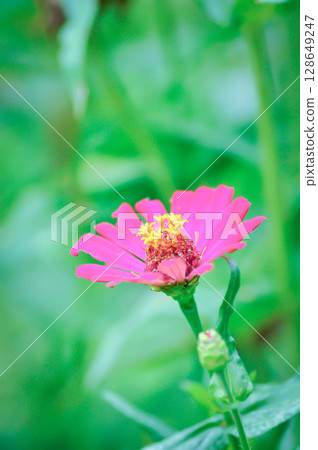 Zinnia violacea Cav, Z violacea or Plantae, Asteraceae or Magnoliopsida or Zinnia violacea or pink flower 128649247