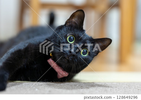 Black cat  128649296