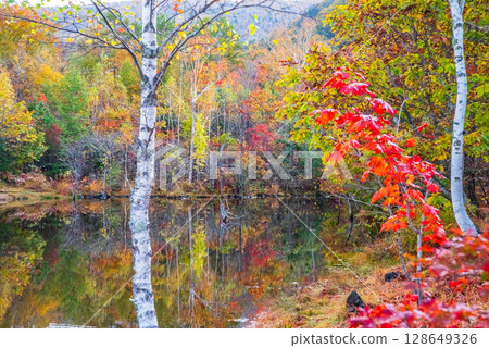 【乘鞍高原的秋天】「舞目池」的紅葉 【乘鞍高原的秋天】「舞目池」的紅葉 128649326