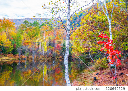 [Autumn in Norikura Highlands] Autumn leaves at "Maime Pond" 128649329