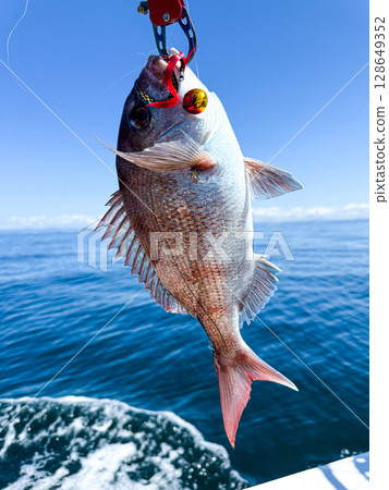 在日本瀨戶內海使用 tairaba 釣組捕獲的鯛魚 128649352