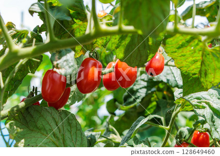 紅色櫻桃番茄菜園 128649460
