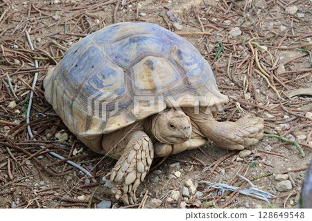 Standing African Spurred Tortoise Standing African Spurred Tortoise 128649548