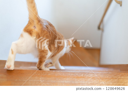 Cat going down the stairs, brown tabby and white Cat going down the stairs, brown tabby and white 128649626