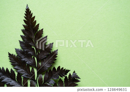 leaves on green background leaves on green background 128649631