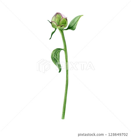 Watercolor of pink peony bud with leaves. Hand-painted flower on a white background. Good for postcards, invitations, greeting cards Watercolor of pink peony bud with leaves. Hand-painted flower on a white background. Good for postcards, invitations, greeting cards 128649702