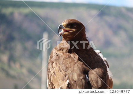 金鷹獵鷹 128649777