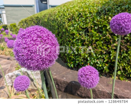 Multiple Allium giganteum flowers blooming in a garden 128649784